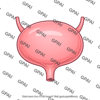 Urinary bladder full