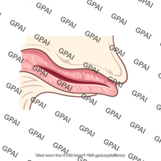 Nasal meatus inferior
