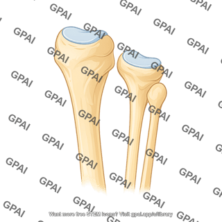 Tibia and fibula lateral proximal end