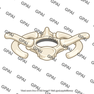 Thoracic vertebra