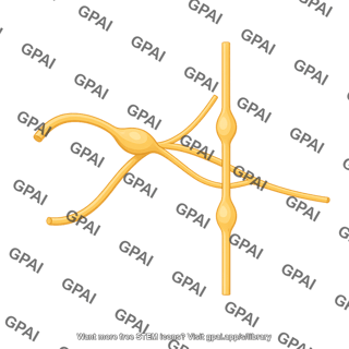 Dorsal root ganglion and sympathetic chain ganglion 830