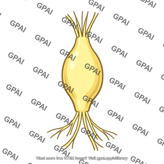 Inferior cervical ganglion