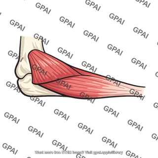 Pronator teres humeral head