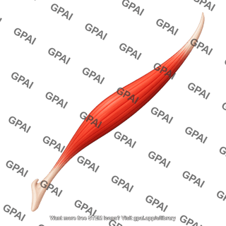 Rectus muscle medial 01