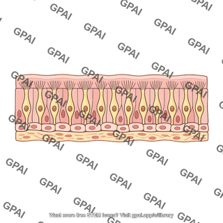 Olfactory epithelium