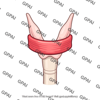 Cricopharyngeus muscle