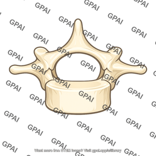 Vertebra