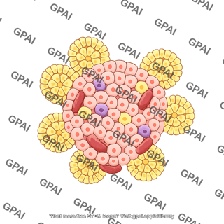 Pancreatic organoid