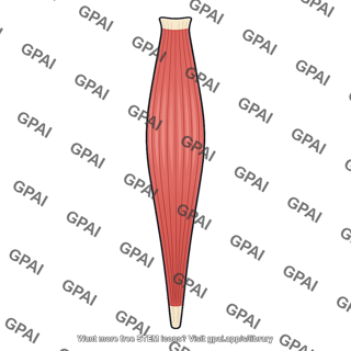 Sternothyroid muscle