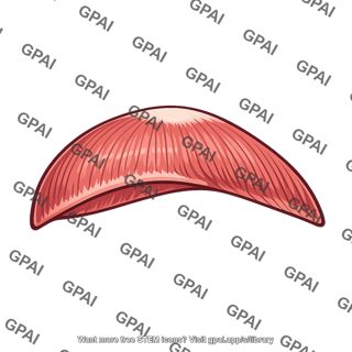 Diaphragm left dome