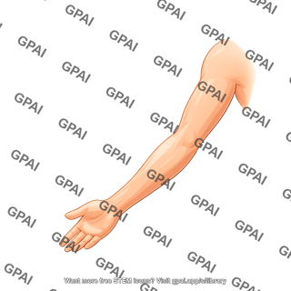 Arm posterior