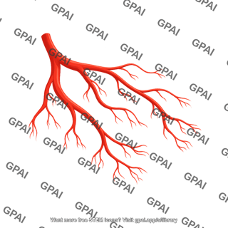 Coronary arteries