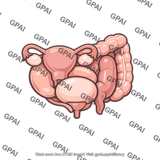 Pelvic viscera