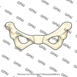 Human pelvis
