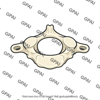 Upper cervical vertebra