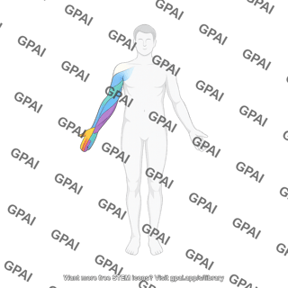Upper limb dermatomes anterior on full body