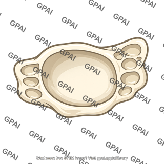 Mastoid antrum
