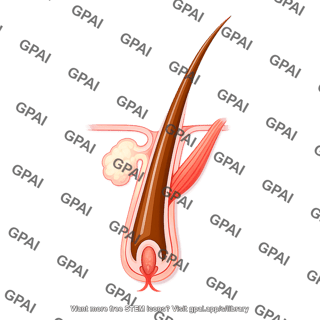 Hair early anagen stage structure 111