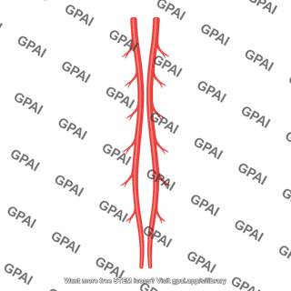 Posterior spinal artery