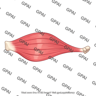 Skeletal muscle