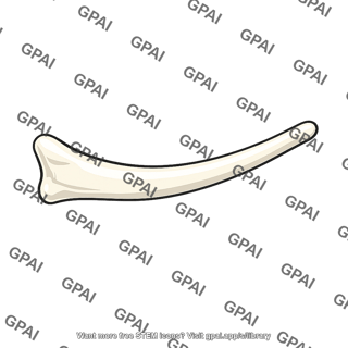 Horn of hyoid bone