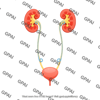 Urinary tract with ureteral stent