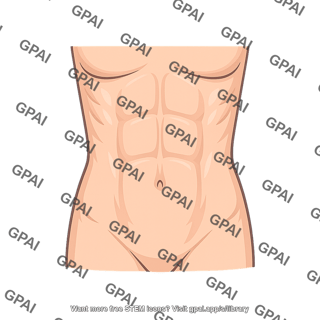 Anterior abdominal wall surface