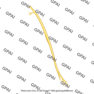 Medial cutaneous nerve of forearm