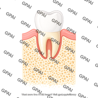Tooth premolar bone healthy