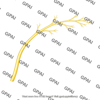 Nerve branch