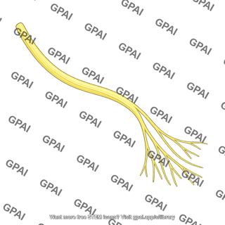 Superficial fibular nerve