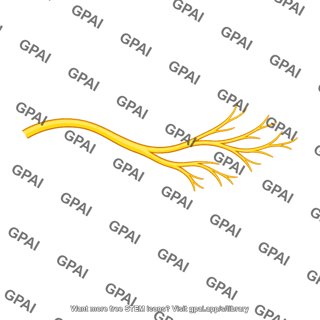 Nerve branch