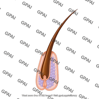 Hair anagen stage outgrowing follicle with follicular cells