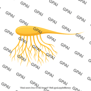 Olfactory bulb