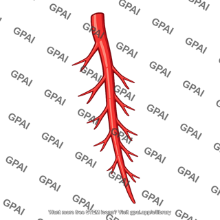 Anterior interventricular artery