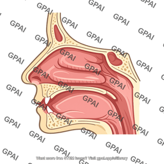 Nasal cavity sagittal