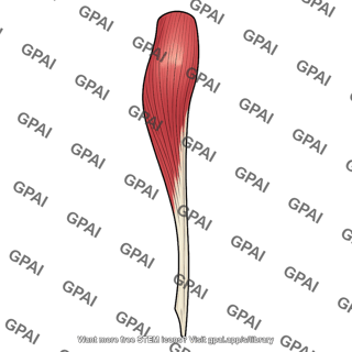 Psoas major