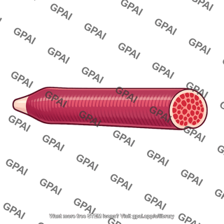 Corpus cavernosum of penis