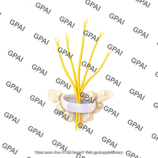 Carpal tunnel internal anatomy