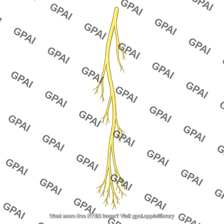 Posterior cutaneous nerve of forearm