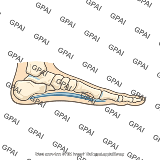 Lateral arch of foot