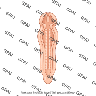 Neural tube 28 days