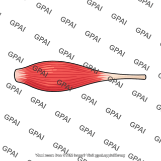 Extensor carpi radialis brevis