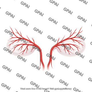 Orbital vasculature superior view