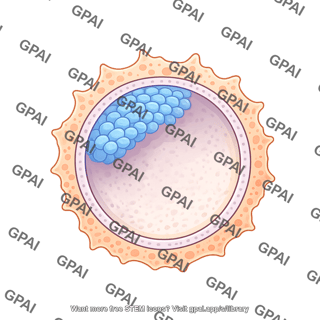 Human blastocyst day 16