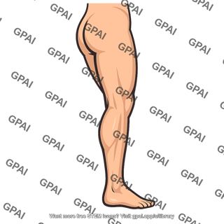 Leg posterolateral