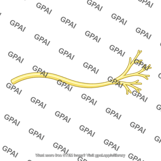 Nasal branch