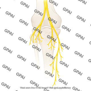 Nerves of the knee posterior