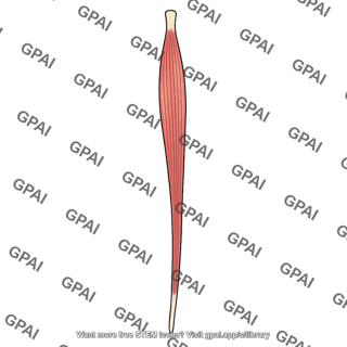 Gracilis