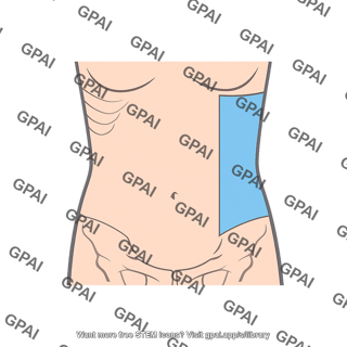 Flank region